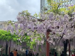 -嘉定紫藤园