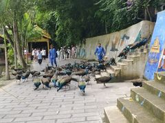 -西双版纳原始森林公园