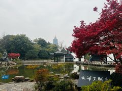 -红梅公园