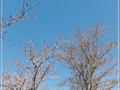 -顾村公园