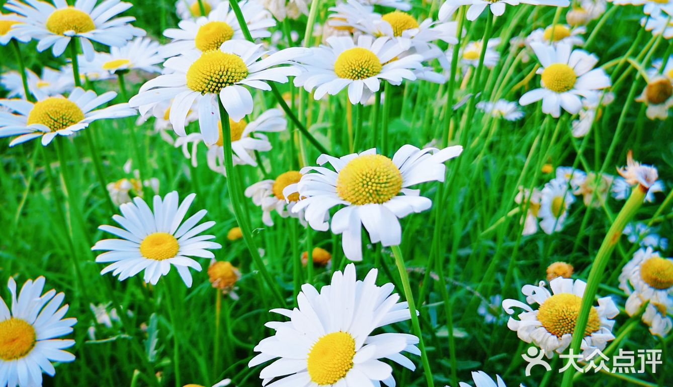 雁南公园真的太出片了，遍地都是小雏菊🌼