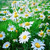 雁南公园真的太出片了，遍地都是小雏菊🌼