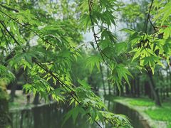 -上海共青森林公园