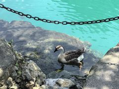 -靖西鹅泉风景区