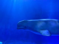 -多彩贵州城极地海洋世界