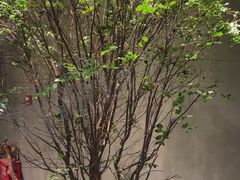 -森SPA·泰式按摩·精油Massage(宝安中心店)