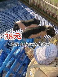 -萌宠亲子动物乐园(槐房万达店)