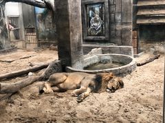 -清迈夜间动物园