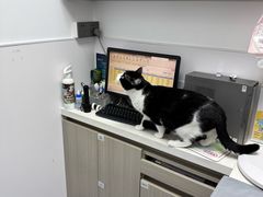 -宠物星动物医院·眼科·异宠·猫科(江南大道总院)