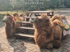 -野生动物园-停车场