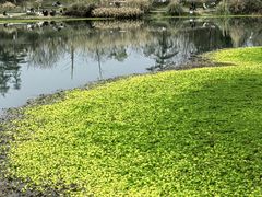 -桤木河湿地公园