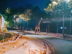 -清迈夜间动物园