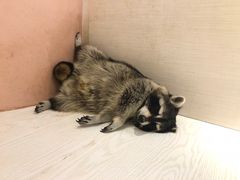 -浣熊柯尔鸭土拨鼠·电玩咖