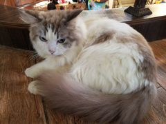 -more than meow吴止猫主题餐厅(承德 中船汇店)