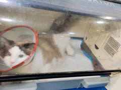 -美联众合动物医院(·中兽医·疑难杂症·严家桥分院)