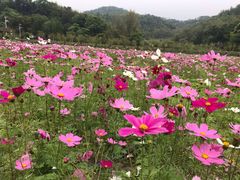 -红山村