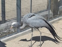 -盐城丹顶鹤湿地生态旅游区