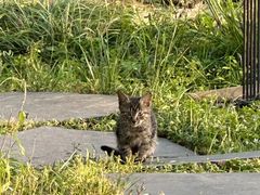 -怪咖·joker陈楠