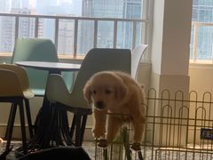 -Let's go狗咖·猫咖·奶狗·桌游(春熙路IFS店)