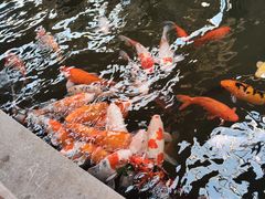 -南宫五洲植物乐园