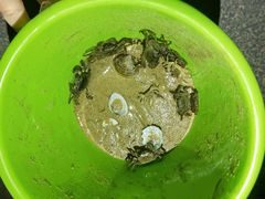 -日照海滨国家森林公园