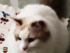 -平行世界·猫咖(首经贸店)
