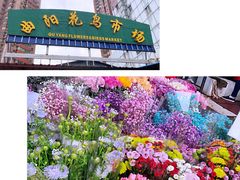 -曲阳花鸟市场(曲阳路店)