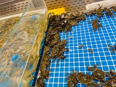 -半岛听涛蒸汽海鲜自助(K11店)
