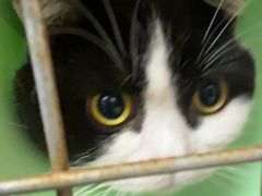-瑞派康怡24h宠物医院·犬猫医疗中心·微创绝育(瑞景分院)