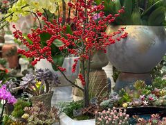 -双季花艺园艺市场(浦东店)