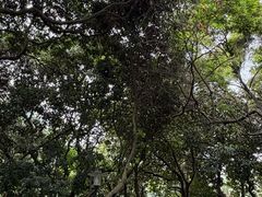 -黄埔荔枝公园