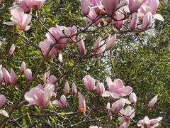 -百果园PAGODA(西四地铁站店)