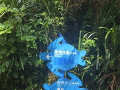 -广东惠东海龟国家级自然保护区