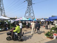 -中环花鸟鱼虫市场