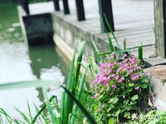 -嘉定紫藤园