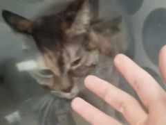 -嘉馨宠物医院·CT影像转诊·心脏科·犬猫全科诊疗中心(下沙大学城院区)