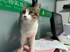 -半岛宠物医院24小时(科华中路店)