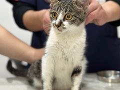-艾贝尔宠物医院·24H转诊中心·肿瘤猫专科(江宁双龙店)