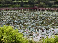 -广西壮族自治区药用植物园