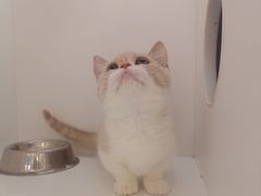 -三花喵·撸猫购宠·宠物生活馆(虹桥南丰城店)