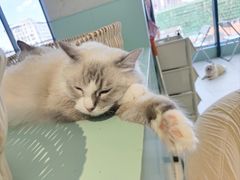 -怪兽屋·羊驼·猫咖·狗咖(俊华广场店)