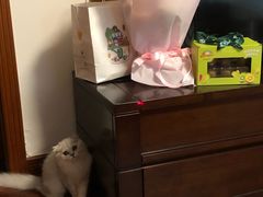 -东方名猫馆·英短金渐层布偶猫舍(环线广场1号楼店)