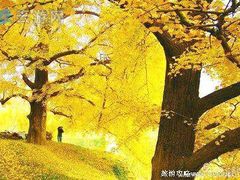 -千年银杏谷文化旅游区