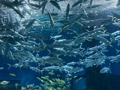 -海合安武汉极地海洋公园