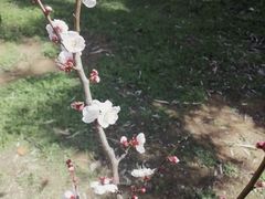 -无锡梅园公园