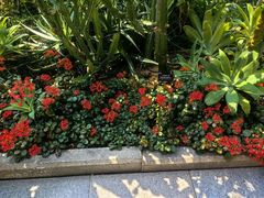 -深圳仙湖植物园