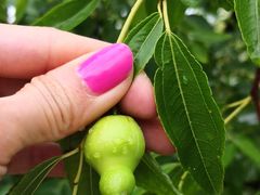 -武清南湖绿博园