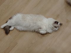 -有喵·猫咖·狗咖·30几只猫10只小狗(岗厦店)