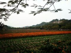 -丹樱生态园