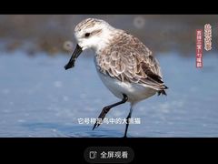 -盐城丹顶鹤湿地生态旅游区